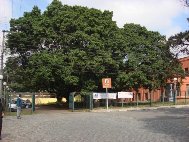 Árvores do entorno do Teatro Padre Bento foram derrubadas sem consulta aos órgãos responsáveis. Foto tirada em 2009. Acervo: AAPAH/Bruno Leite de Carvalho.
